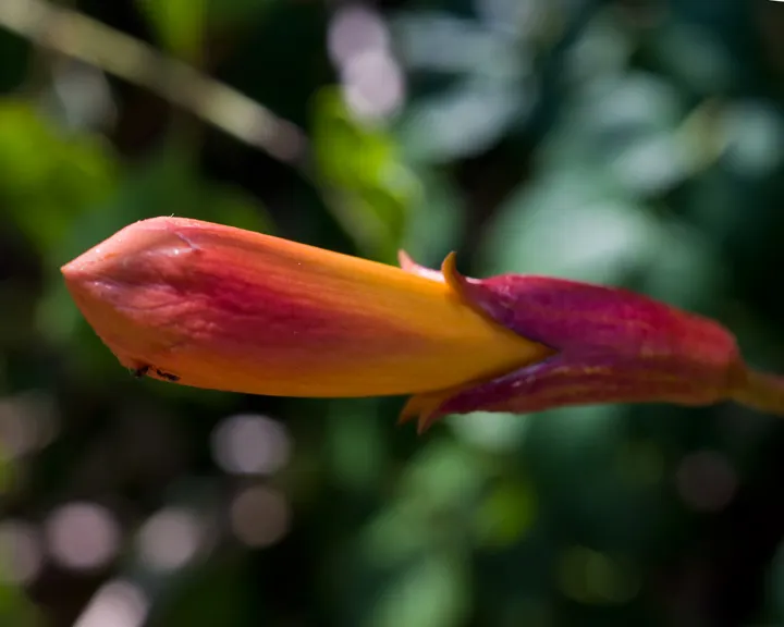 Red Firecracker Plant (Russelia X 'St. Elmo's Fire'‚Ñ¢) — adding life and movement to the garden.<br><br>Hardiness is region-specific; the Red Firecracker