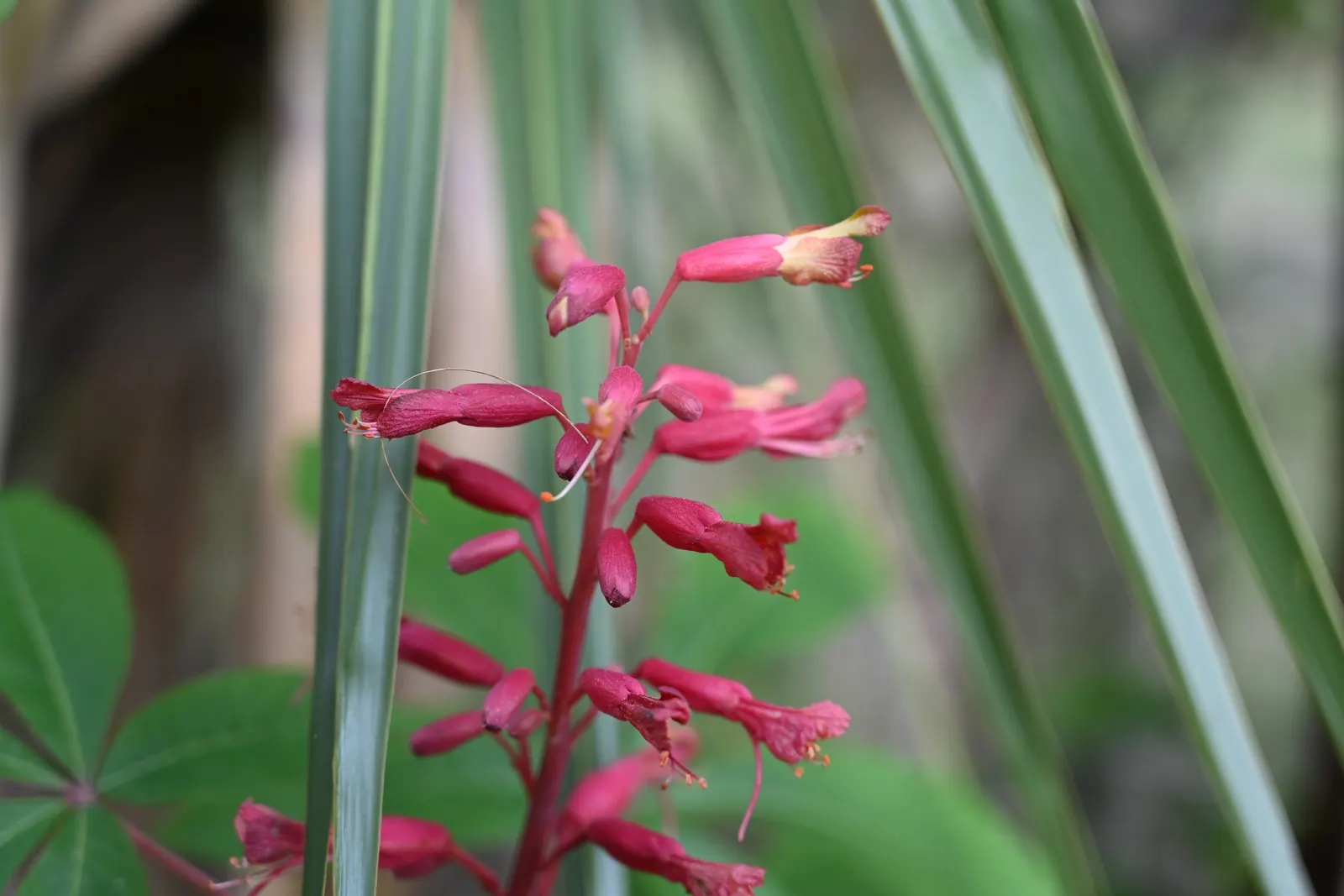 Red Firecracker Plant (Russelia X 'St. Elmo's Fire'‚Ñ¢) — This hybrid plant is known for its cascading growth habit and tubular flowers; the, image 71