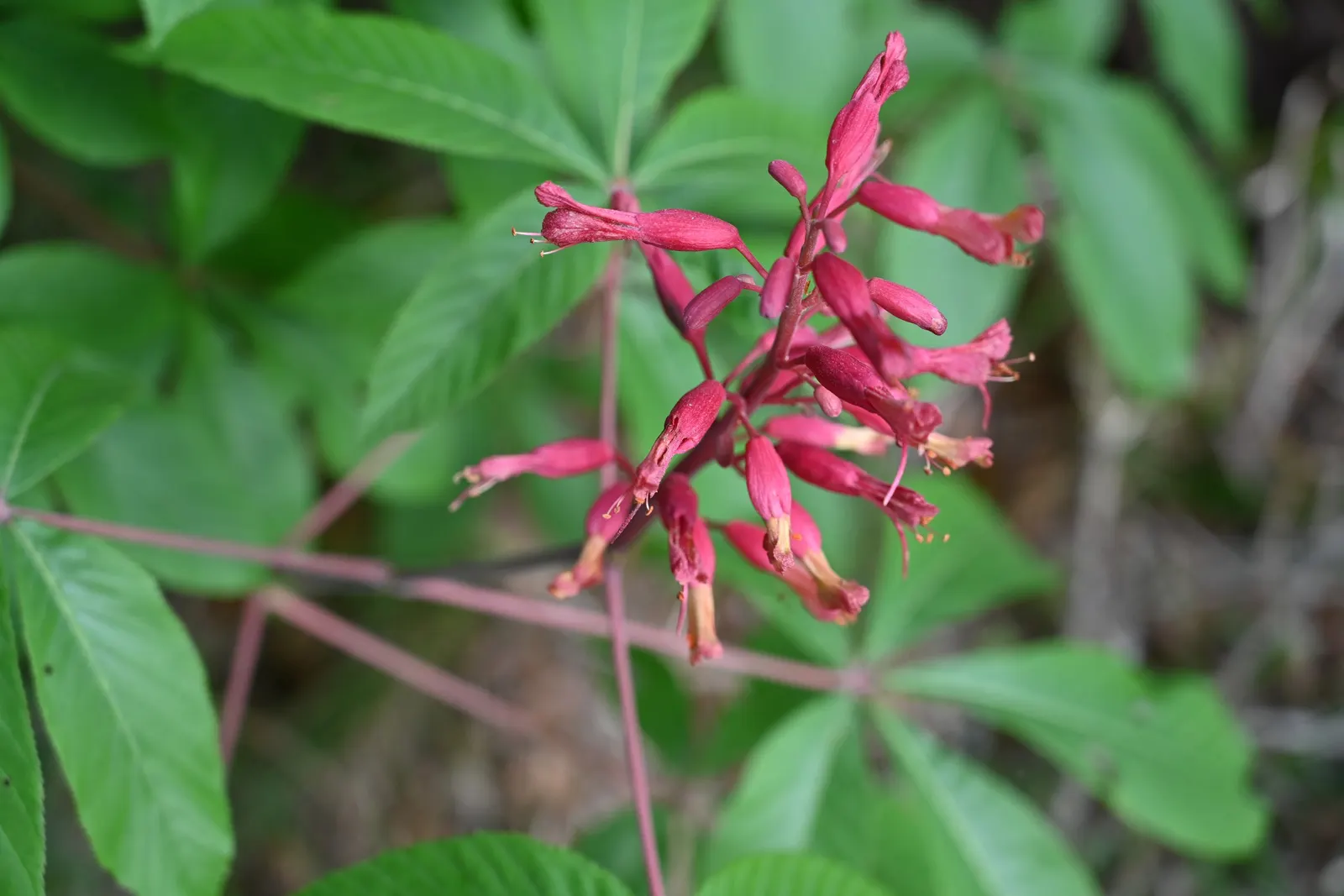 Red Firecracker Plant (Russelia X 'St. Elmo's Fire'‚Ñ¢) — shrub with red blooms; the flowers attract hummingbirds and butterflies, image 83