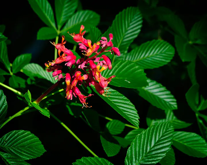 Red Firecracker Plant (Russelia X 'St. Elmo's Fire'‚Ñ¢) — The plant thrives in full sun to partial shade and prefers well-draining soil; the flowers attract