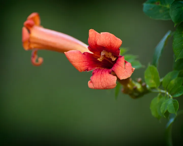 Red Firecracker Plant (Russelia X 'St. Elmo's Fire'‚Ñ¢) — trim back in late winter or early spring to encourage fresh growth and maintain a neat, image 59
