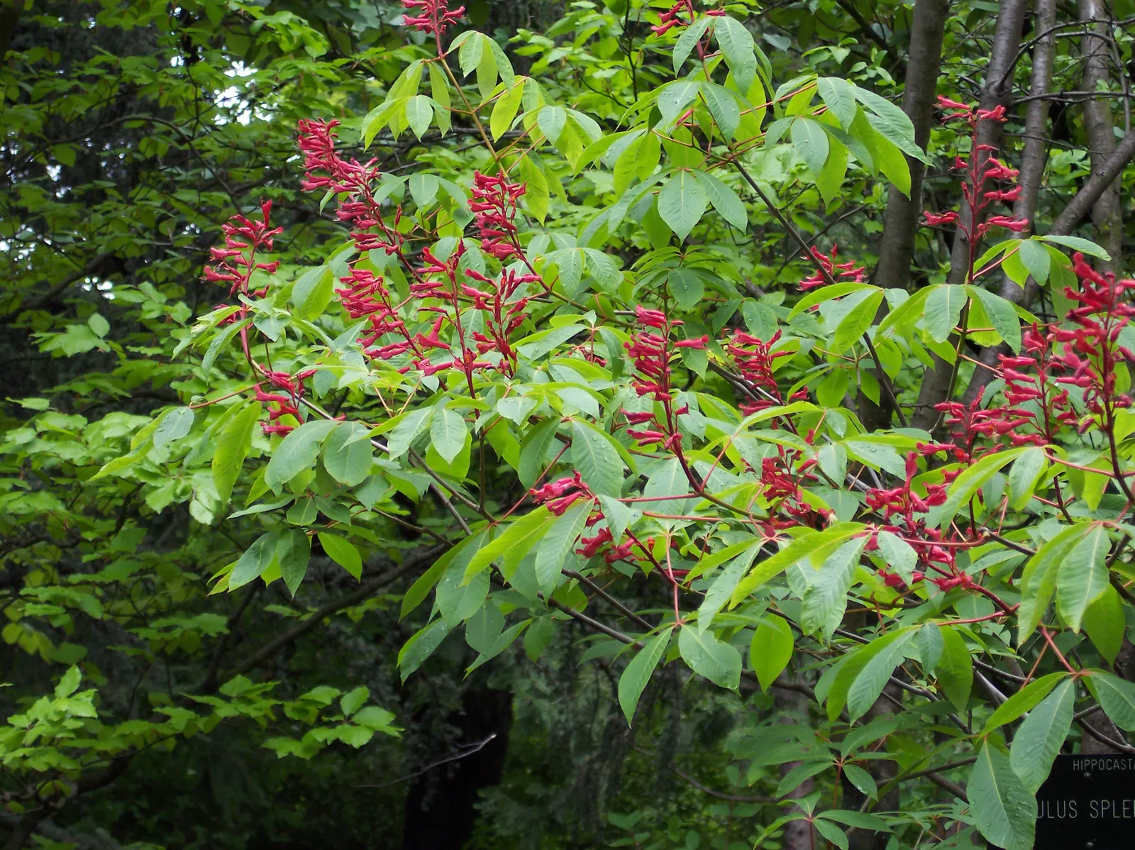 Red Firecracker Plant (Russelia X 'St. Elmo's Fire'‚Ñ¢) — The plant blooms prolifically from late spring through the fall, providing long-lasting, image 31