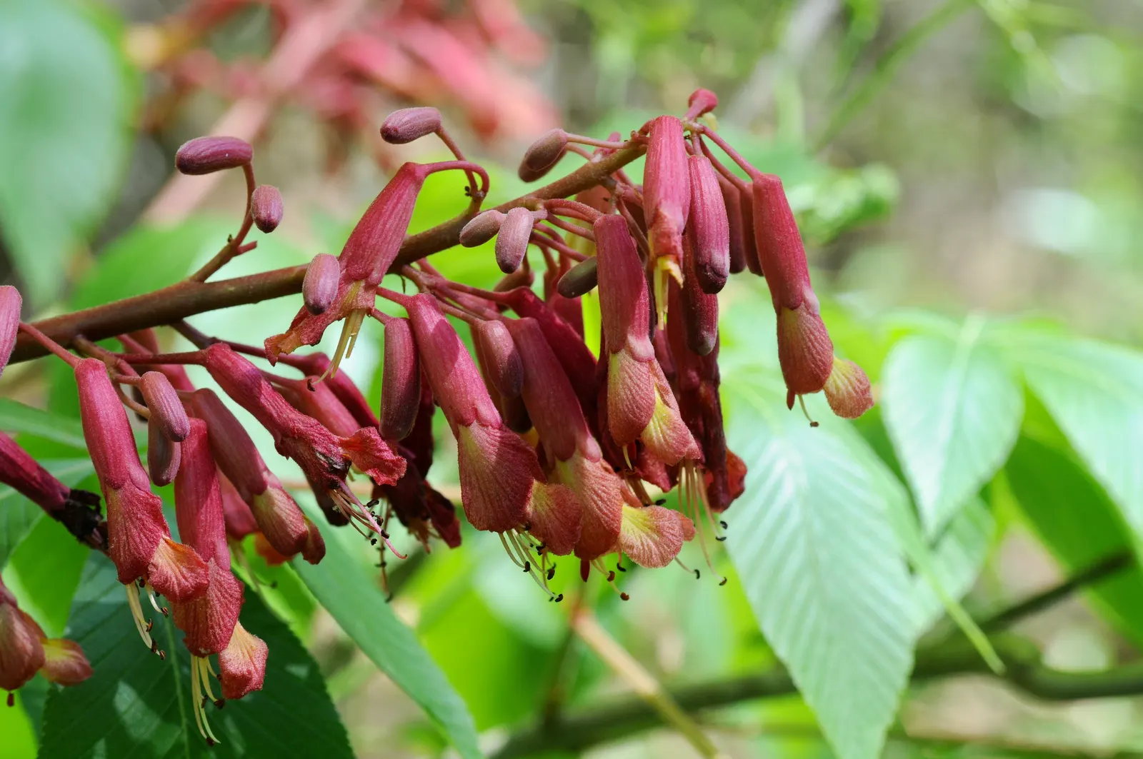 Red Firecracker Plant (Russelia X 'St. Elmo's Fire'‚Ñ¢) — which make it an excellent choice for hanging baskets; the Red Firecracker Plant is sure to be a