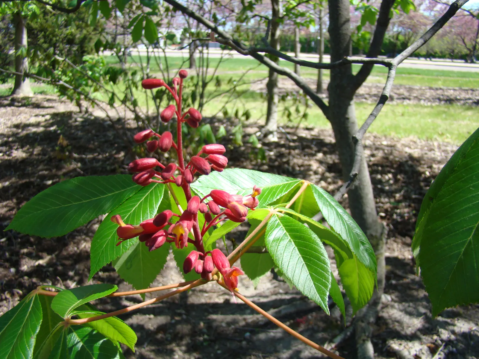 Red Firecracker Plant (Russelia X 'St. Elmo's Fire'‚Ñ¢) — The plant blooms prolifically from late spring through the fall, providing long-lasting visual