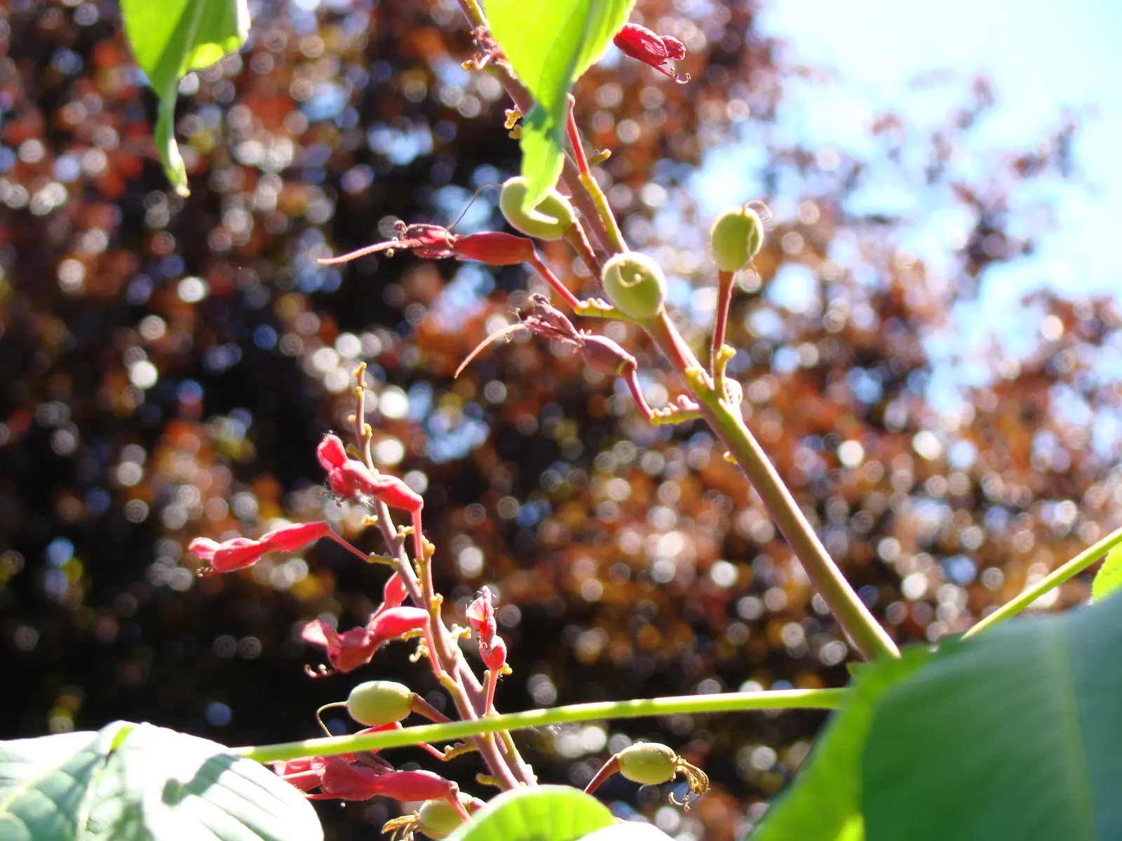Red Firecracker Plant (Russelia X 'St. Elmo's Fire'‚Ñ¢) — is a vibrant perennial that boasts cascading branches with tubular red flowers