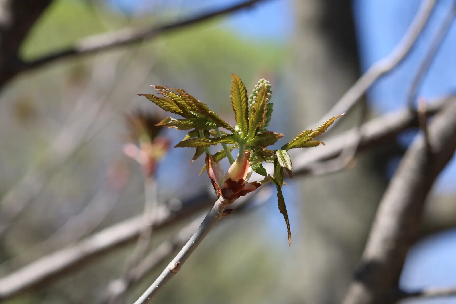 Red Firecracker Plant (Russelia X 'St. Elmo's Fire'‚Ñ¢) — The Red Firecracker Plant, also known as Russelia x 'St; the Red Firecracker Plant is, image 48