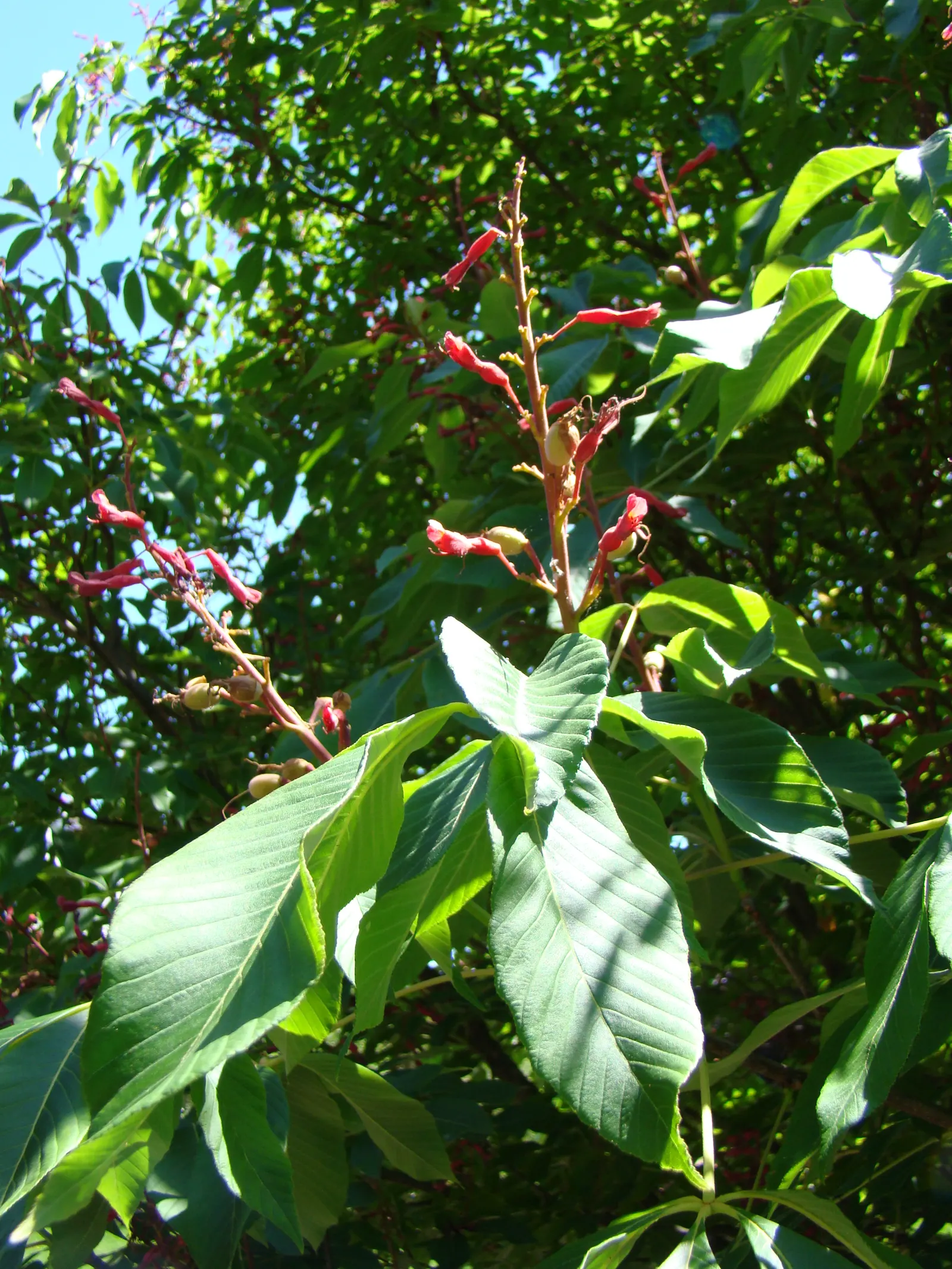 Red Firecracker Plant (Russelia X 'St. Elmo's Fire'‚Ñ¢) — Provide well-drained soil for optimal growth