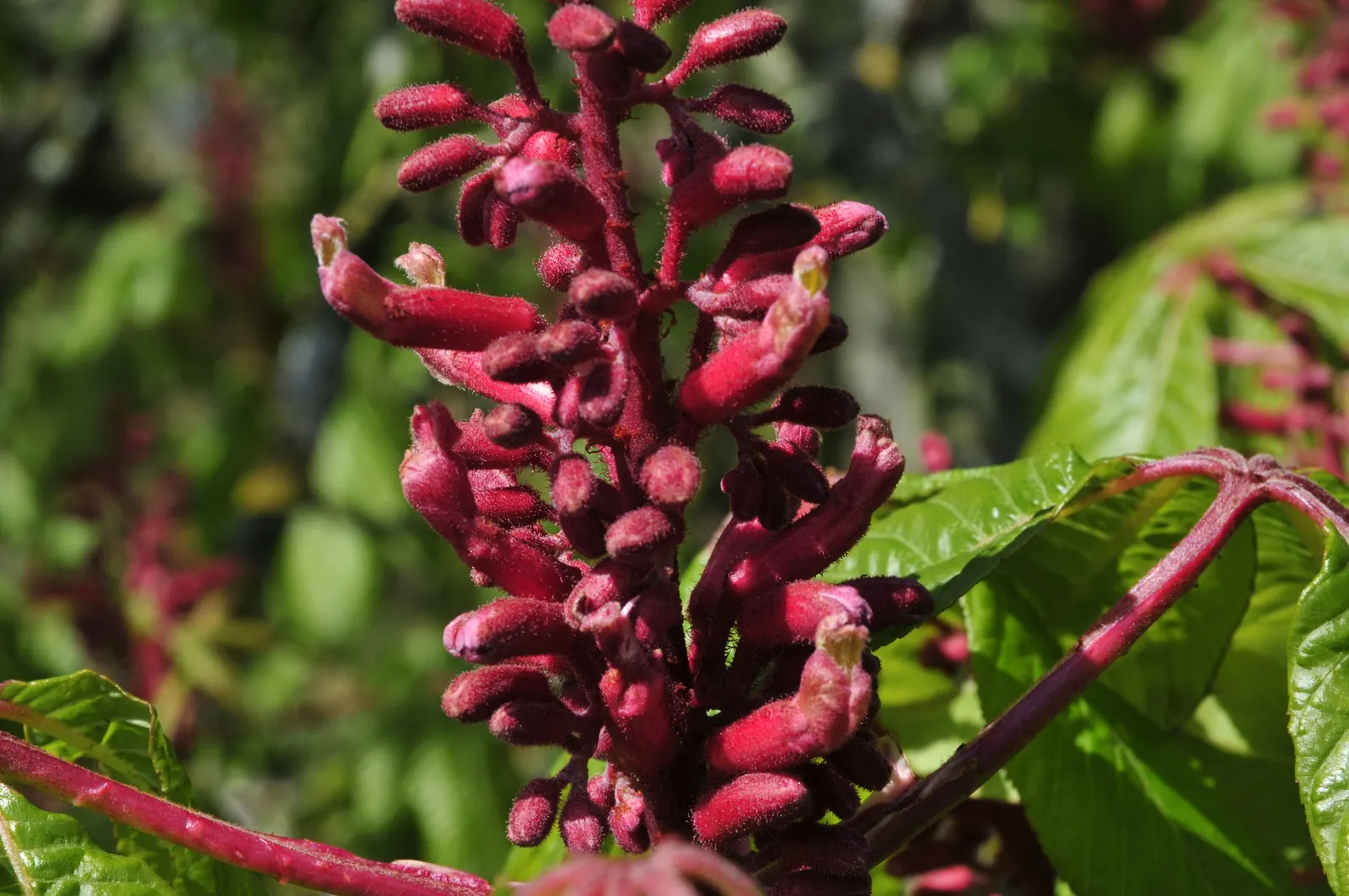 Red Firecracker Plant (Russelia X 'St. Elmo's Fire'‚Ñ¢) — the Red Firecracker Plant is sure to be a focal point that delights clients year after, image 39
