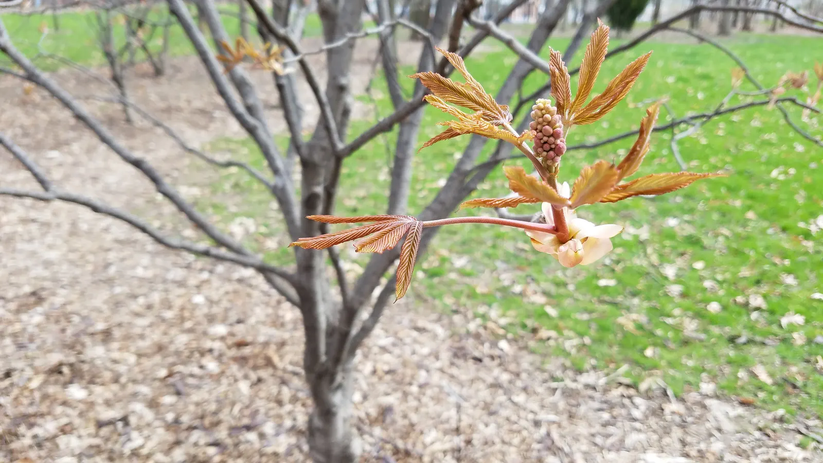 Red Firecracker Plant (Russelia X 'St. Elmo's Fire'‚Ñ¢) — trim back in late winter or early spring to encourage fresh growth and maintain a neat appearance
