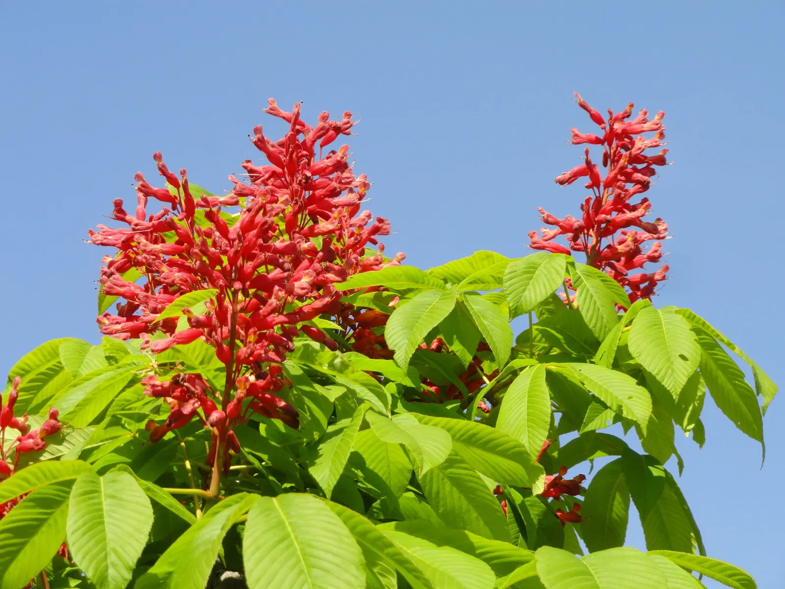 Red Firecracker Plant (Russelia X 'St. Elmo's Fire'‚Ñ¢) — is a vibrant perennial that boasts cascading branches with tubular red flowers; provide, image 43