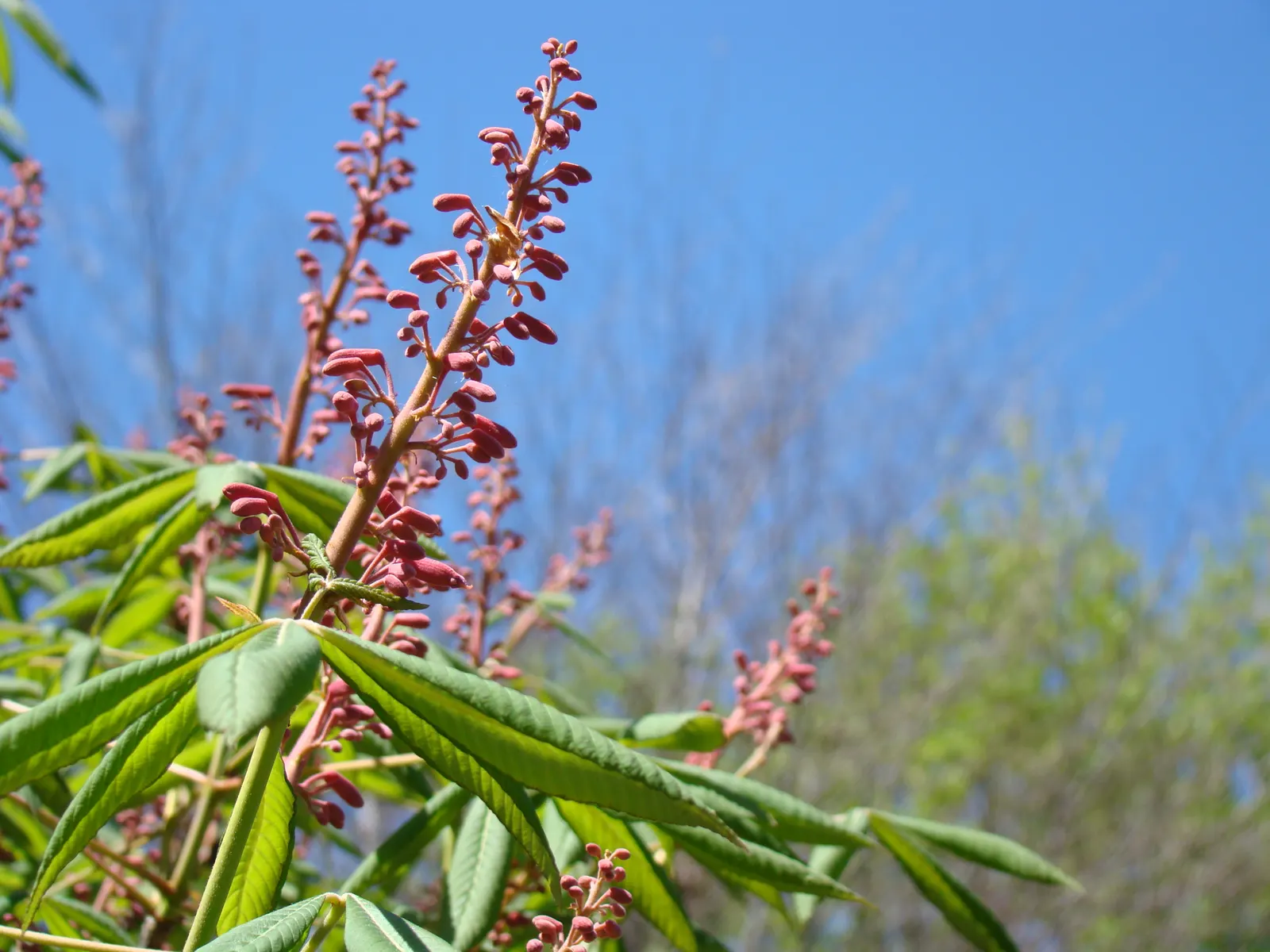 Red Firecracker Plant (Russelia X 'St. Elmo's Fire'‚Ñ¢) — trim back in late winter or early spring to encourage fresh growth and maintain a neat, image 38