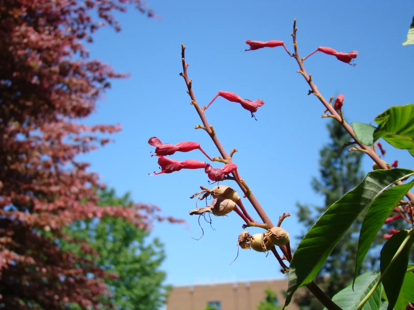 Red Firecracker Plant (Russelia X 'St. Elmo's Fire'‚Ñ¢) — The Red Firecracker Plant, also known as Russelia x 'St