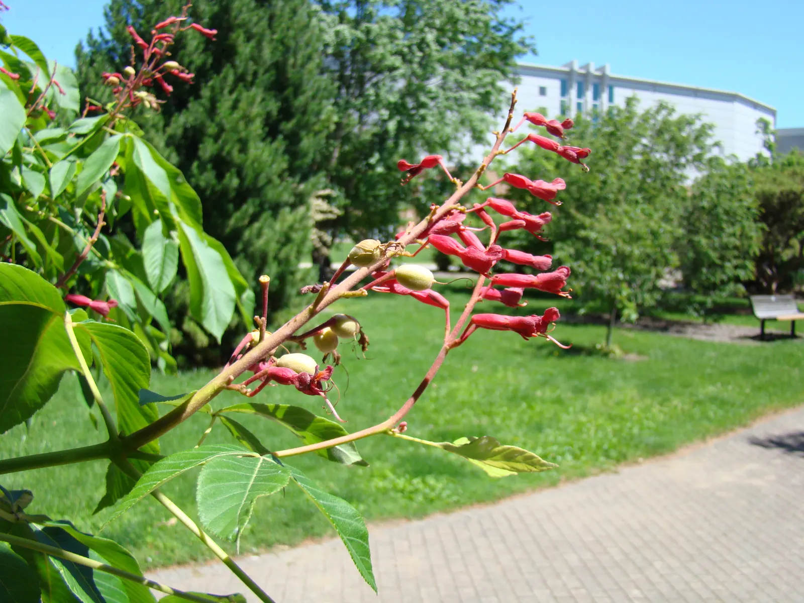 Red Firecracker Plant (Russelia X 'St. Elmo's Fire'‚Ñ¢) — Elmo's Fire'&trade; is drought-tolerant