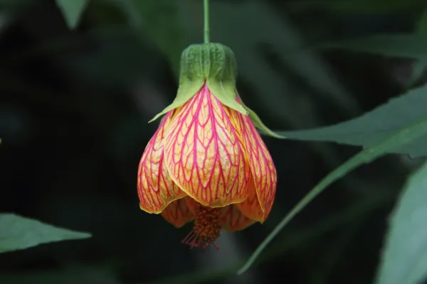 Flowering Maple (Abutilon Hybrids) — presenting a semi-tropical ambiance with their pendulous