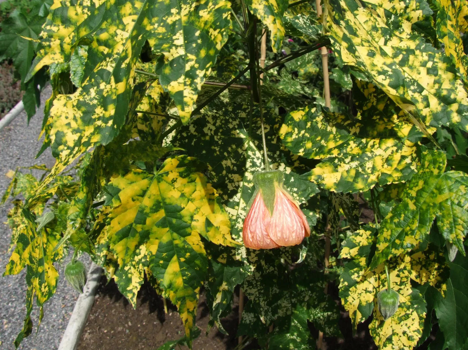 Flowering Maple (Abutilon Hybrids) — casting a delightful dappled shade.<br><br>For optimal growth