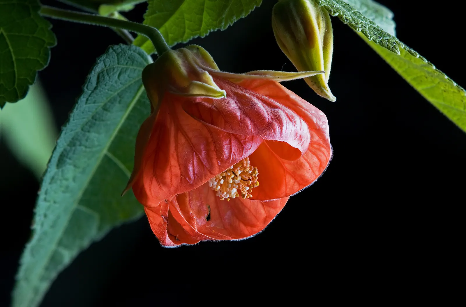 Flowering Maple (Abutilon Hybrids) — and benefit from regular watering and monthly fertilization during the growing season