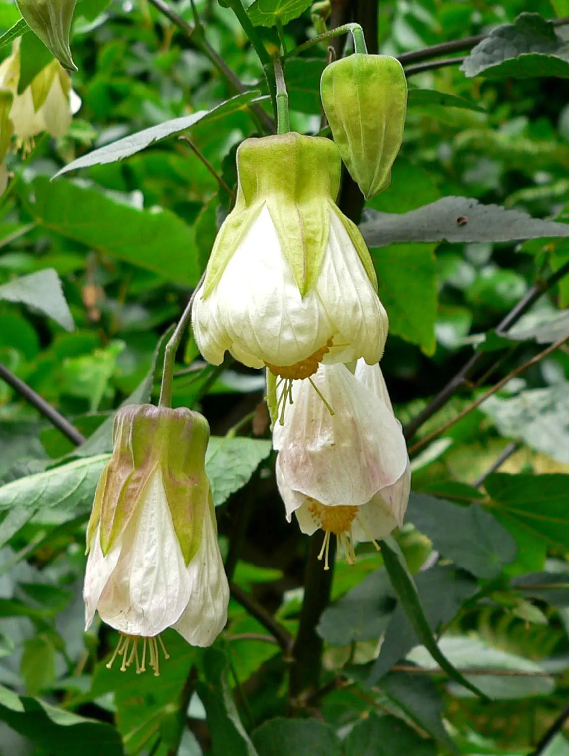 Flowering Maple (Abutilon Hybrids) — they can be brought indoors to overwinter