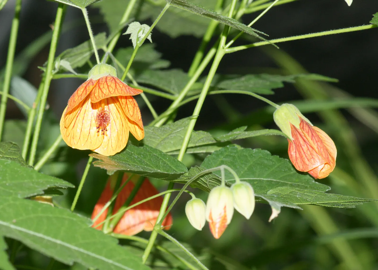 Flowering Maple (Abutilon Hybrids) — Flowering Maples can be cultivated outdoors year-round
