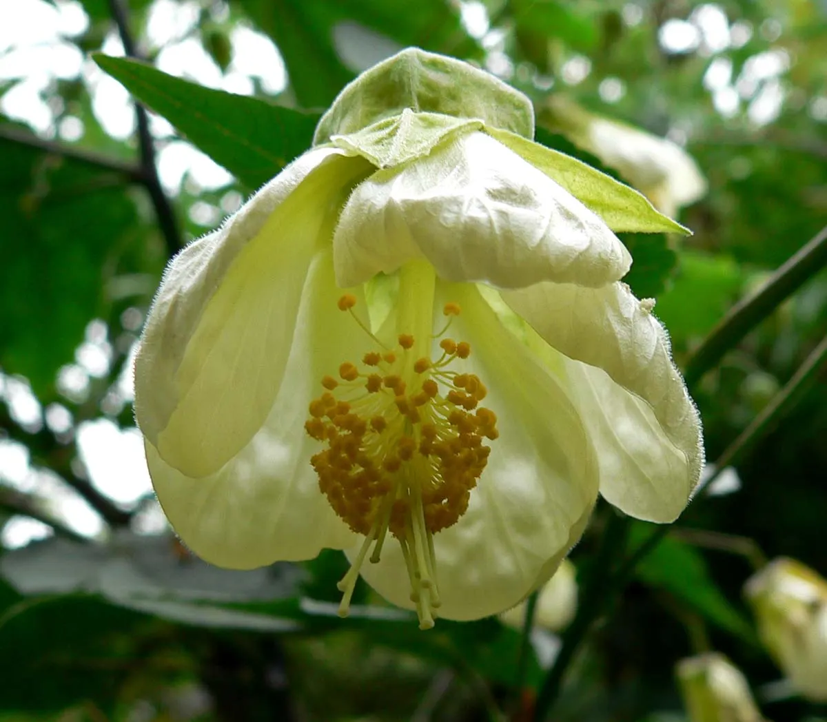 Flowering Maple (Abutilon Hybrids) — The Flowering Maple (Abutilon hybrids) is a captivating shrub
