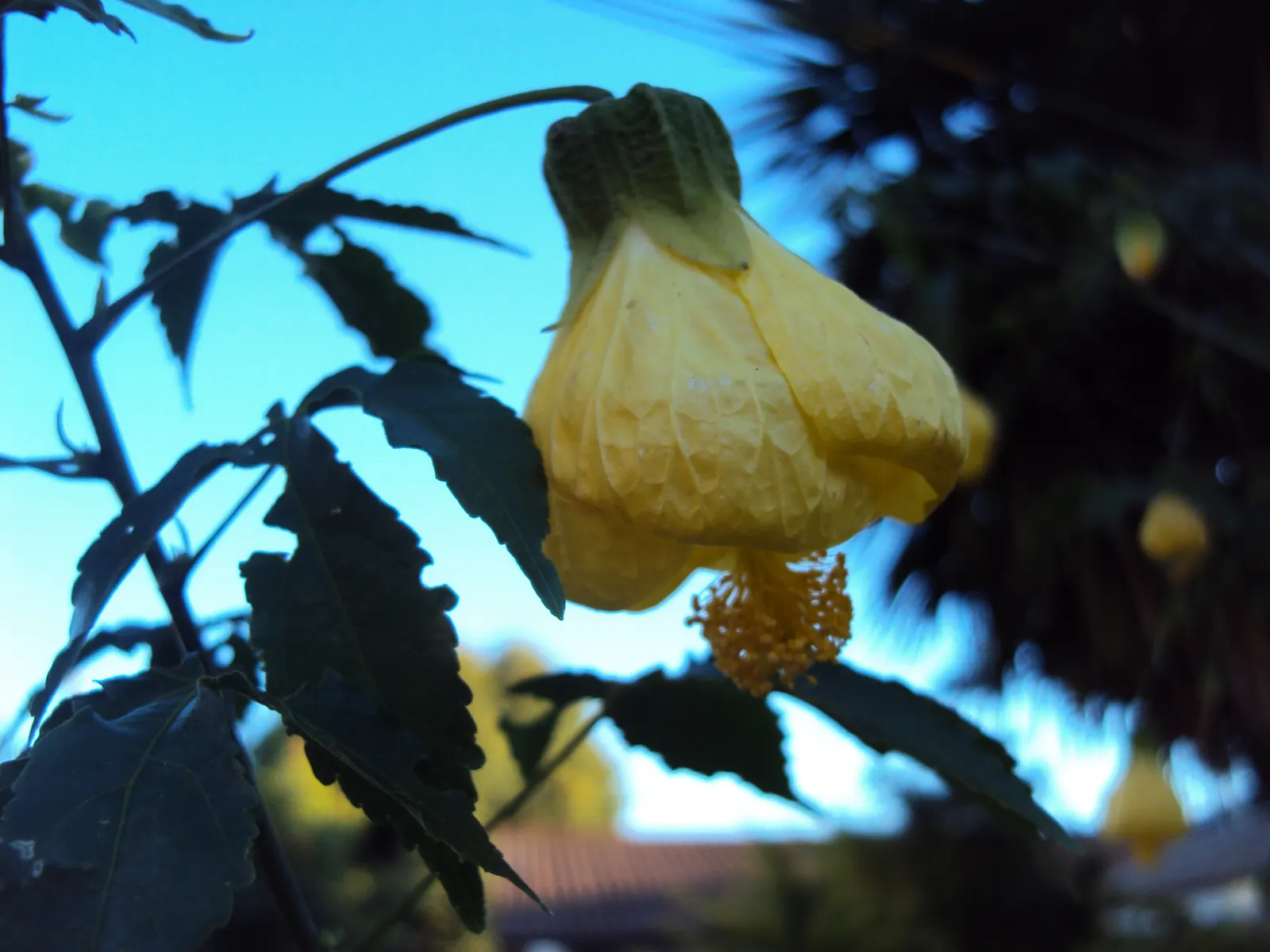 Flowering Maple (Abutilon Hybrids) — It flourishes in full sun to partial shade, reaching up to 10 feet tall and 6 feet wide