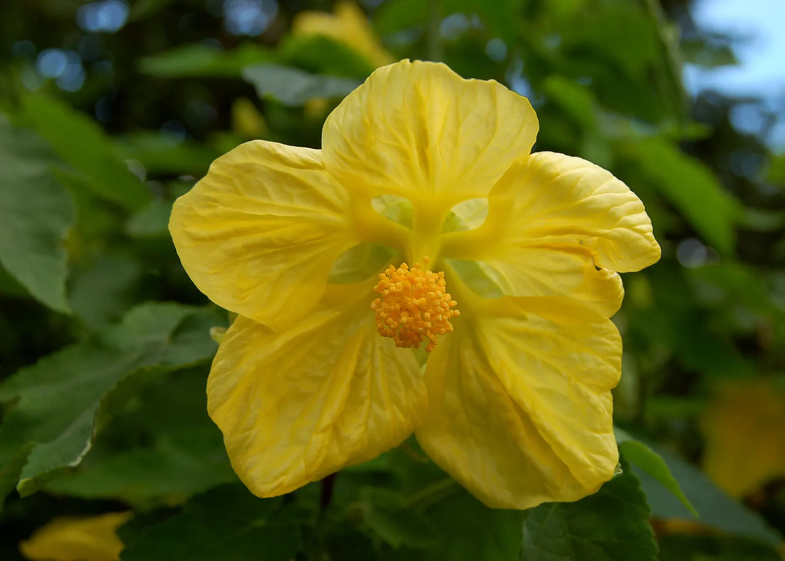Flowering Maple (Abutilon Hybrids) — presenting a semi-tropical ambiance with their pendulous; flowering Maples can be cultivated outdoors year-round