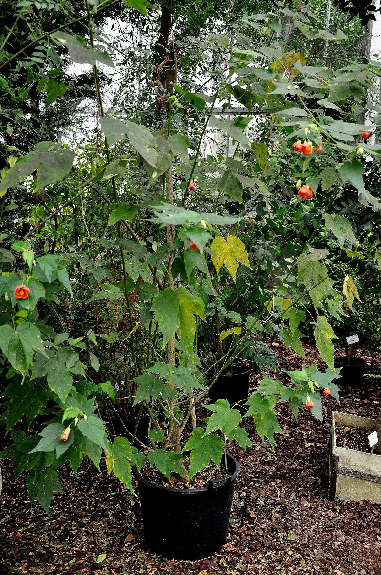 Flowering Maple (Abutilon Hybrids) — which can be grown as annuals in colder climates