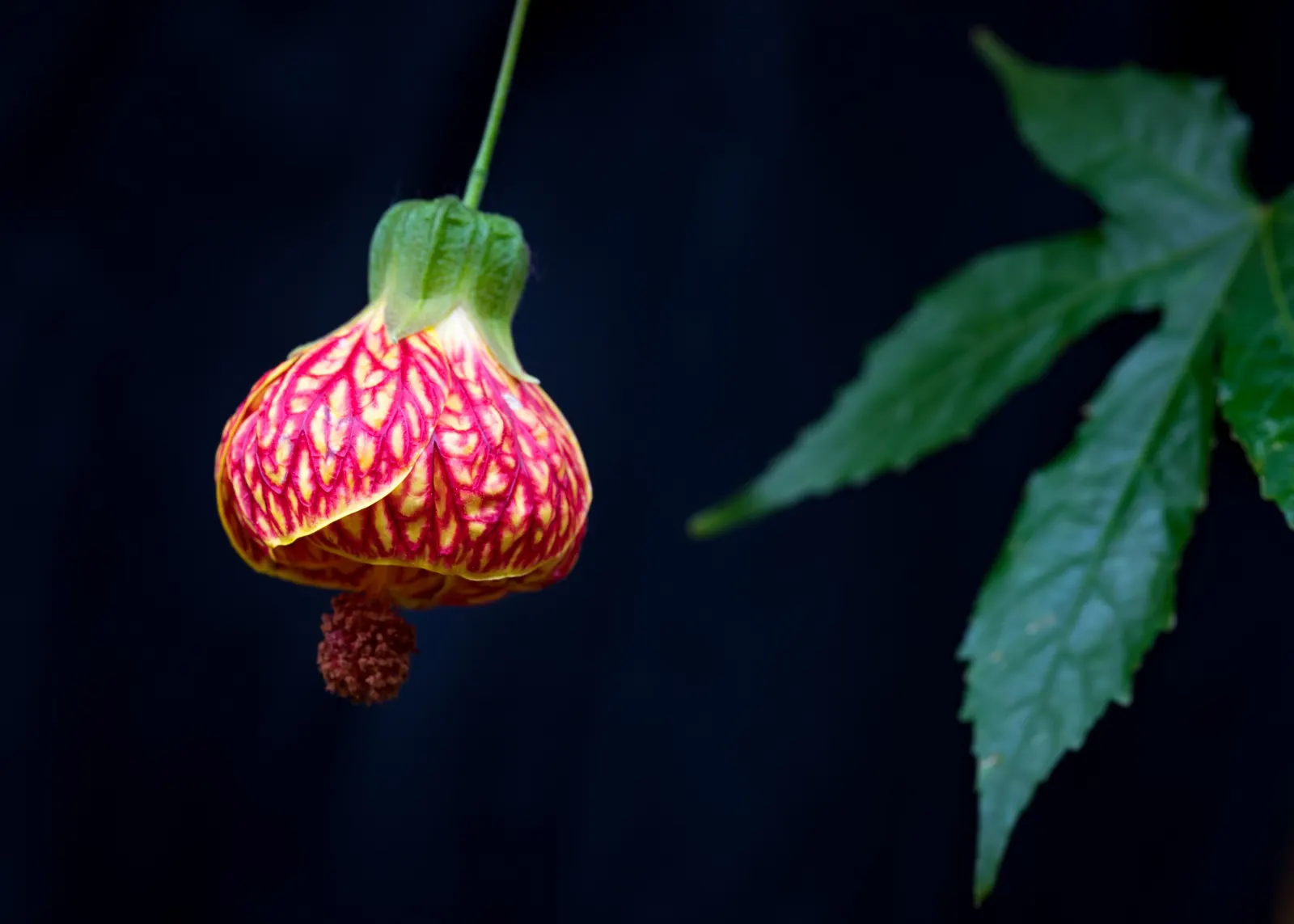 Flowering Maple (Abutilon Hybrids) — ideal for borders or as a focal point