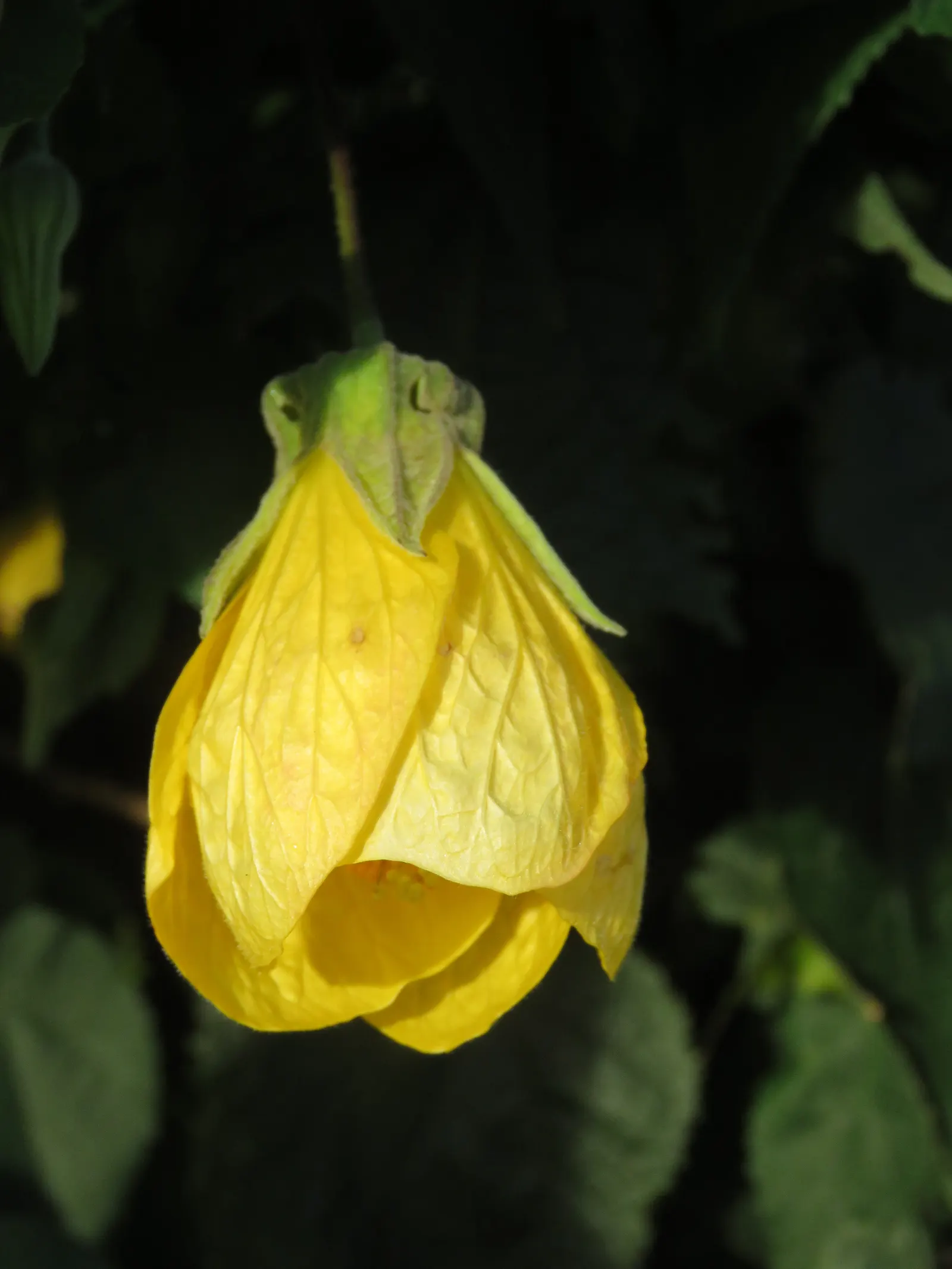 Flowering Maple (Abutilon Hybrids) — This perennial requires well-drained soil and moderate watering to thrive; in USDA hardiness zones 9 to 11