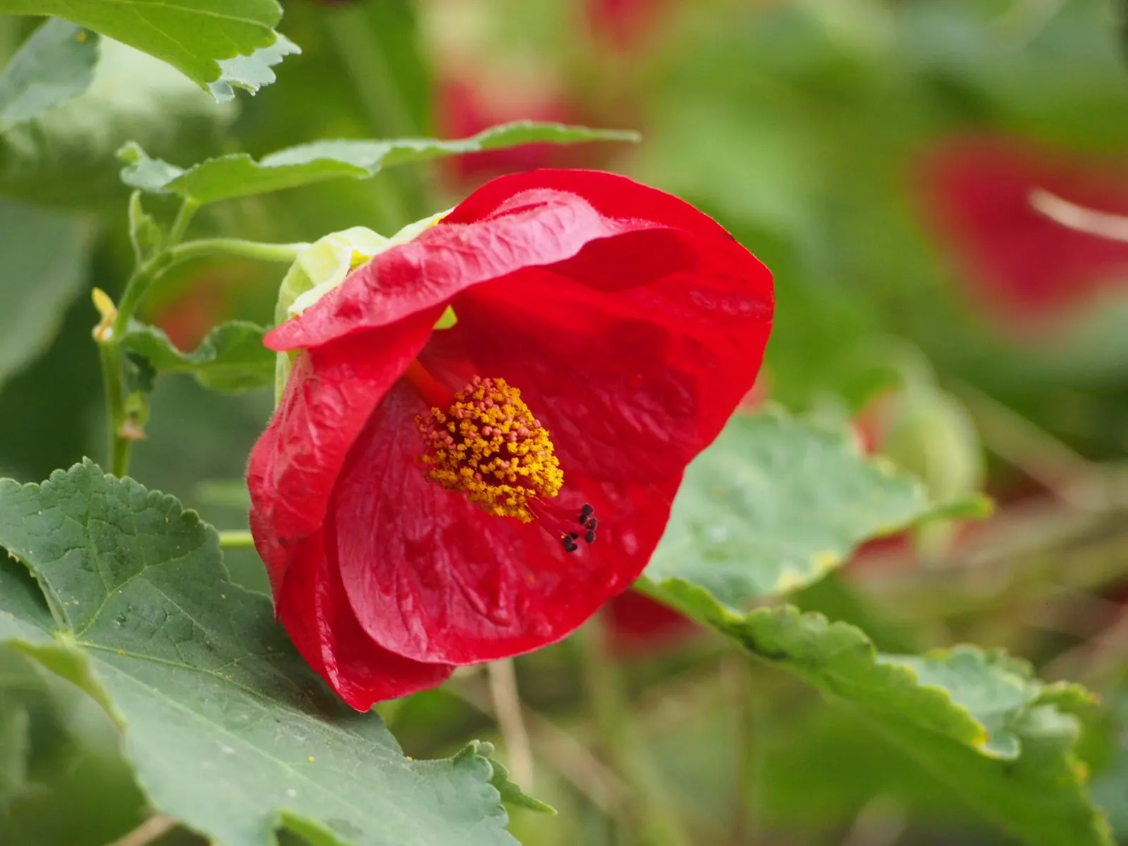 Flowering Maple (Abutilon Hybrids) — enhancing their visual interest