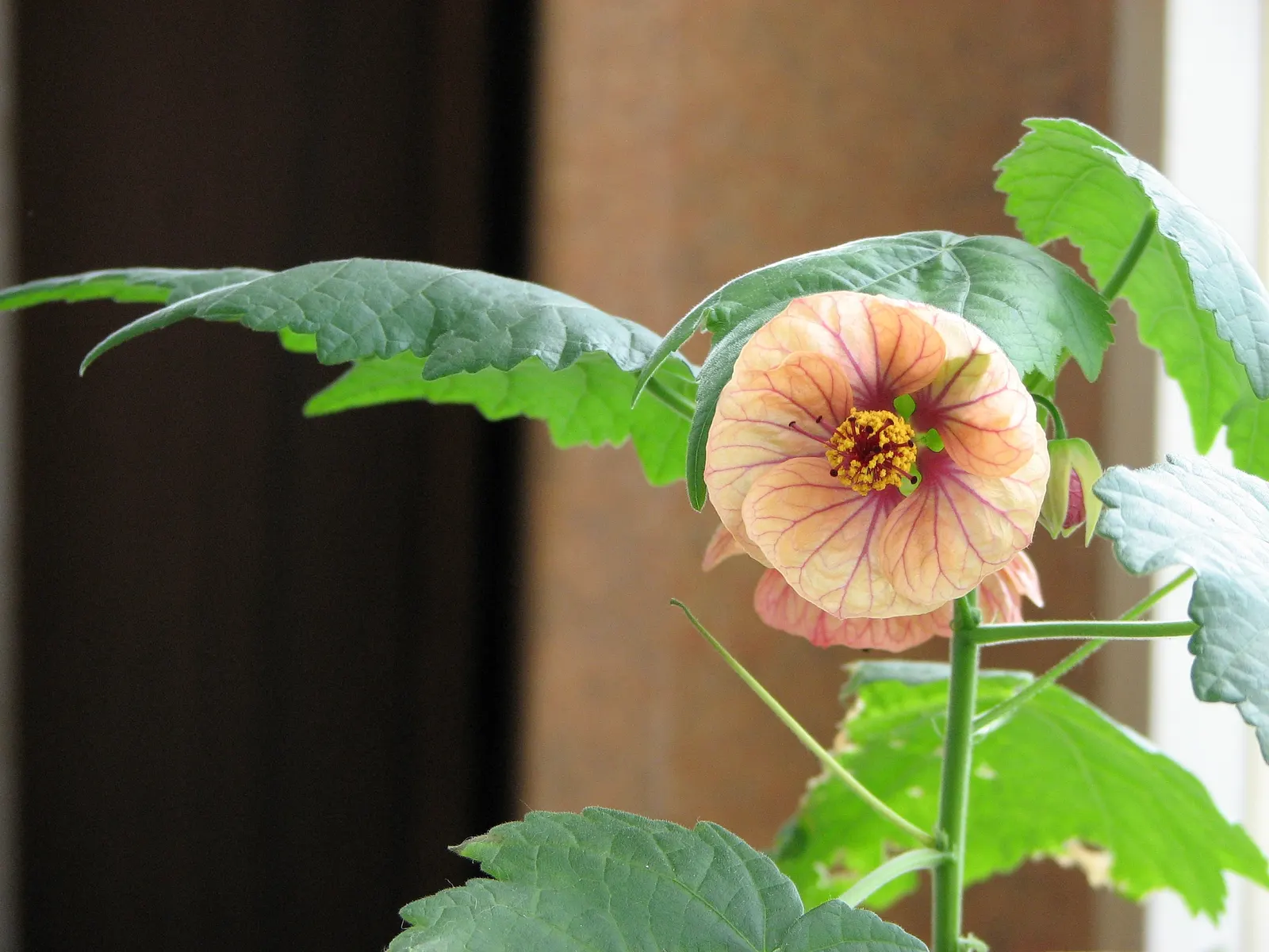 Flowering Maple (Abutilon Hybrids) — are a captivating addition to any garden