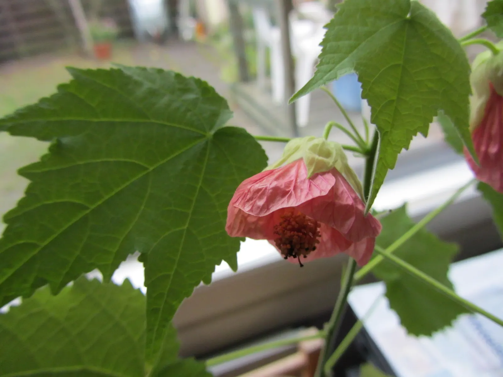 Flowering Maple (Abutilon Hybrids) — typically reach a height of 2 to 10 feet and spread out 2 to 5 feet