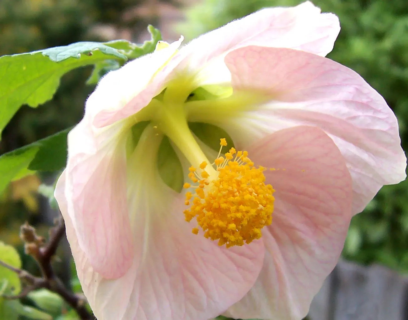 Flowering Maple (Abutilon Hybrids) — It flourishes in full sun to partial shade, reaching up to 10 feet tall and 6 feet wide; enhancing their visual interest