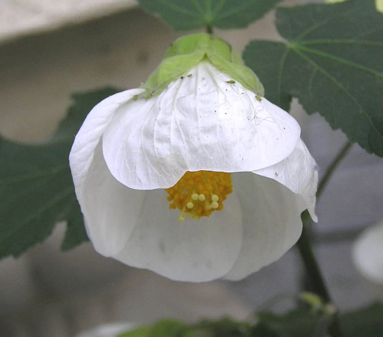 Flowering Maple (Abutilon Hybrids) — These versatile plants require occasional pruning to maintain shape and encourage denser foliage