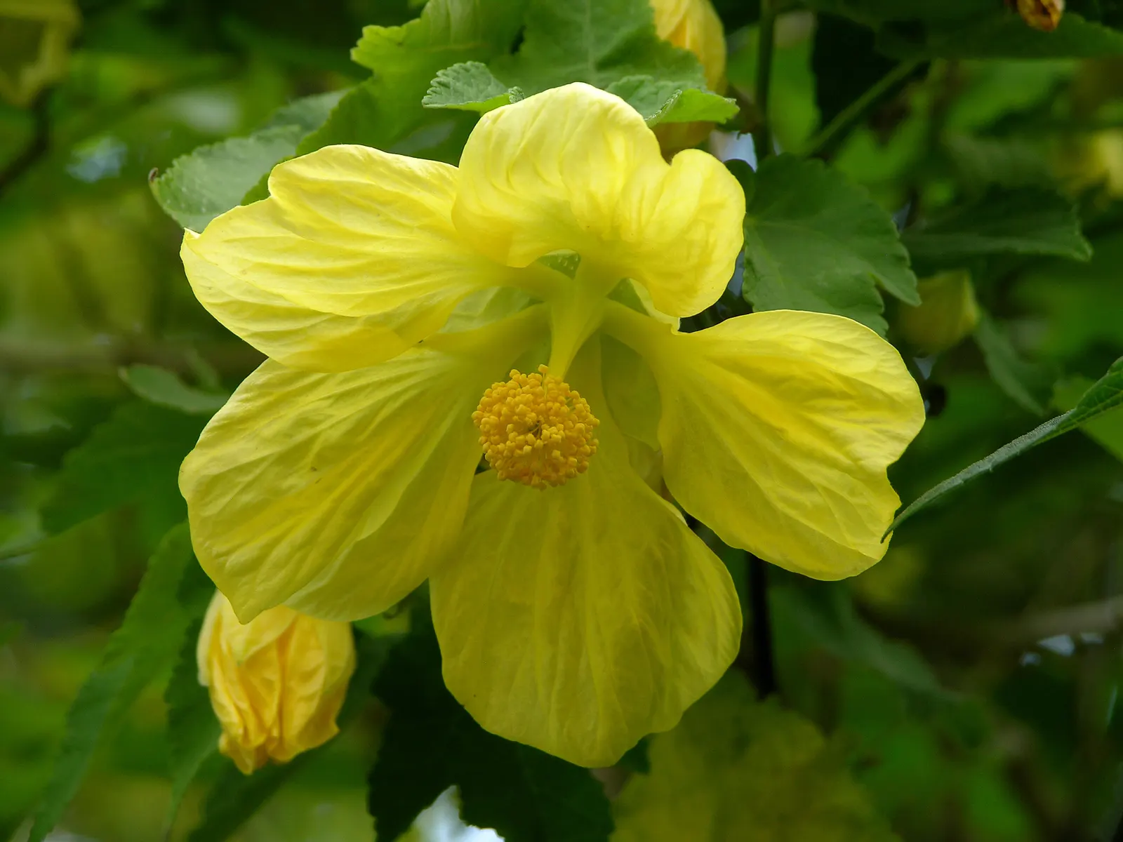 Flowering Maple (Abutilon Hybrids) — typically reach a height of 2 to 10 feet and spread out 2 to 5 feet; shrub-like presence in your