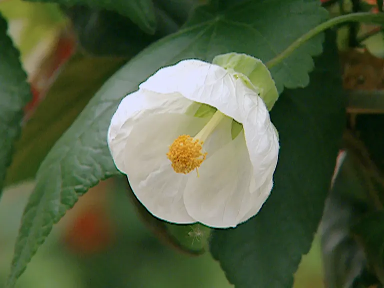 Flowering Maple (Abutilon Hybrids) — shrub for half or shade