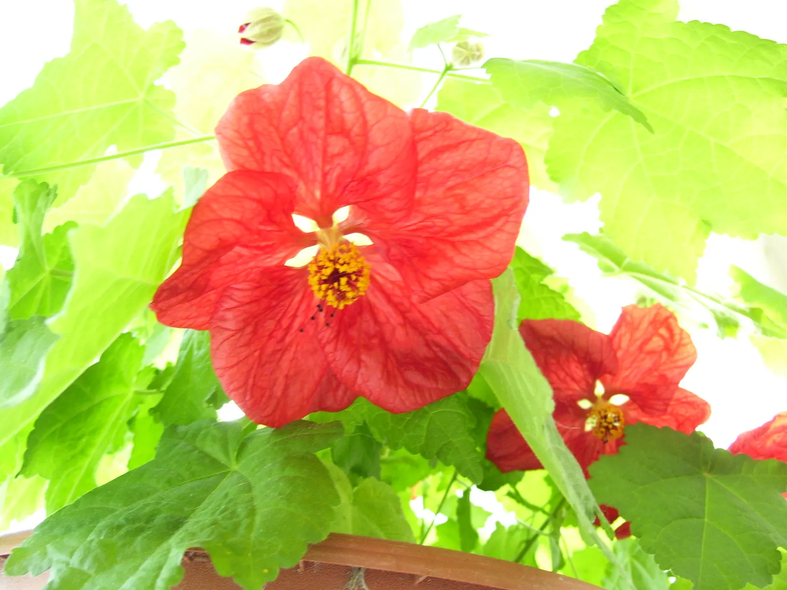 Flowering Maple (Abutilon Hybrids) — place Abutilon hybrids in an area with full sun to partial shade