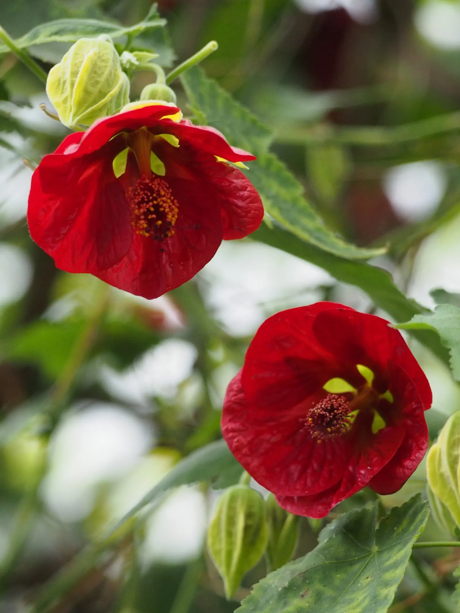 Flowering Maple (Abutilon Hybrids) — which can offer the flexibility of indoor-outdoor placement