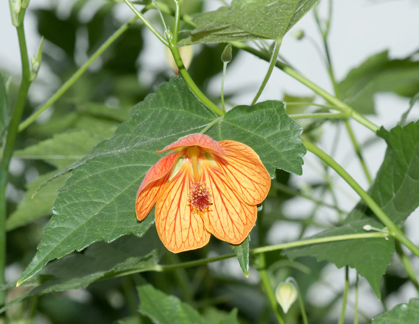 Flowering Maple (Abutilon Hybrids) — commonly referred to as Flowering Maples due to their maple-like leaves