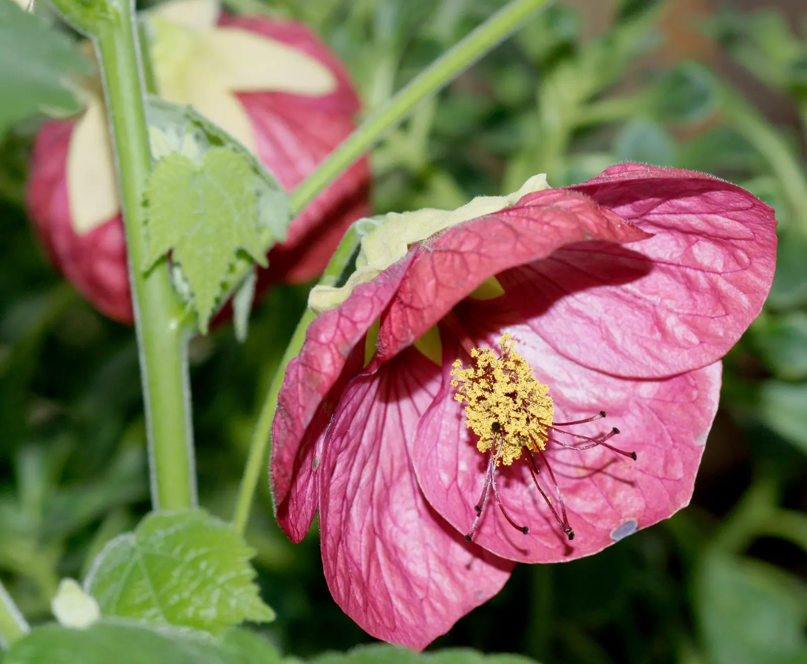 Flowering Maple (Abutilon Hybrids) — bell-shaped flowers and attractive foliage
