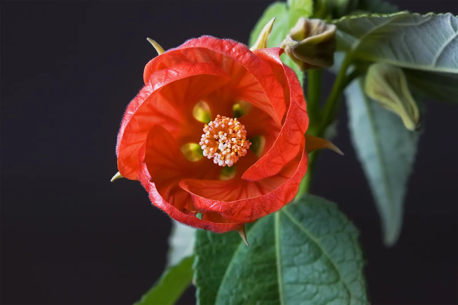 Flowering Maple (Abutilon Hybrids) — <br><br>When incorporating Abutilon hybrids into your garden plan