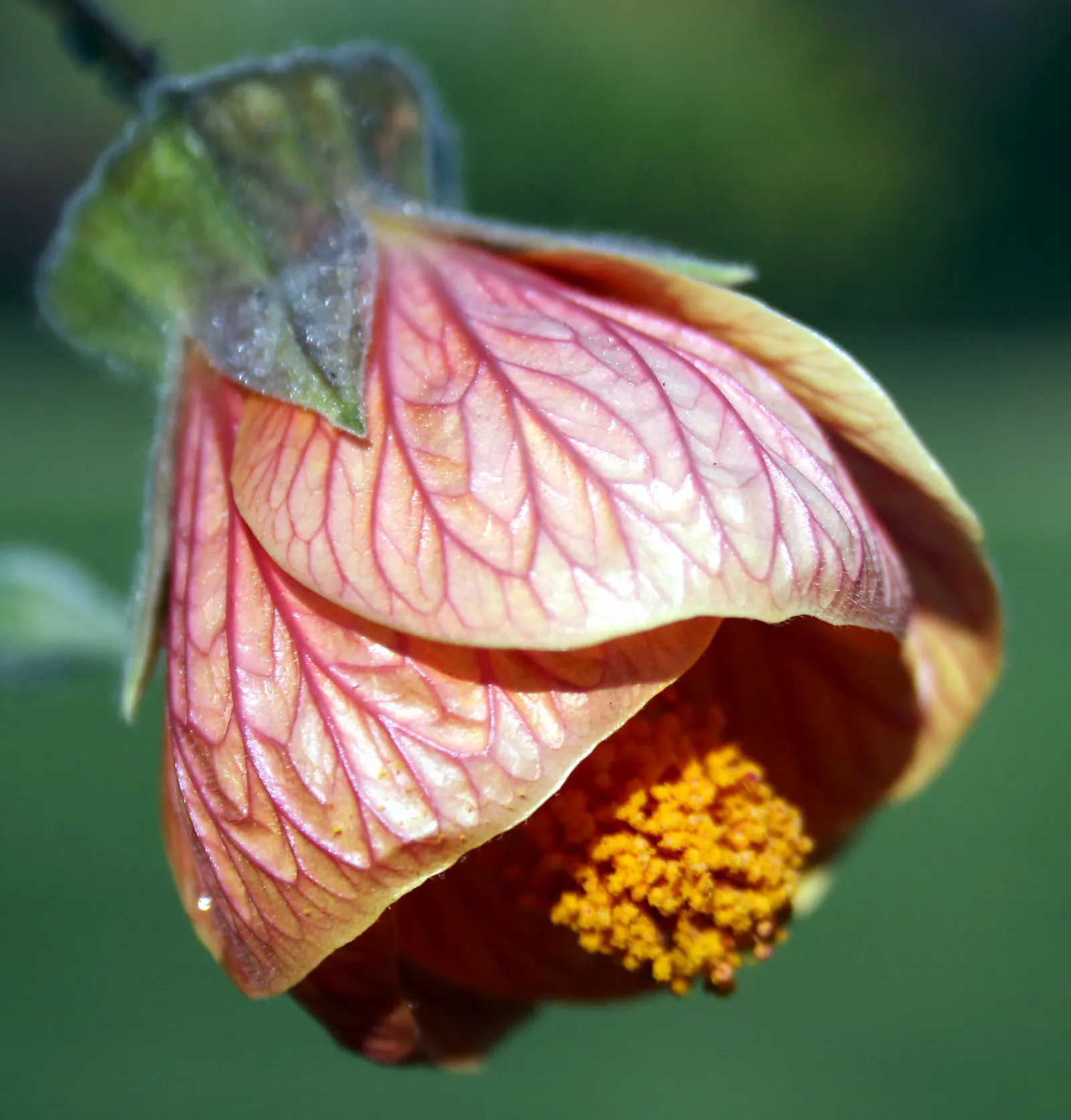 Flowering Maple (Abutilon Hybrids) — shrub-like presence in your landscape.<br><br>Flowering Maples produce blooms that span a wide color palette