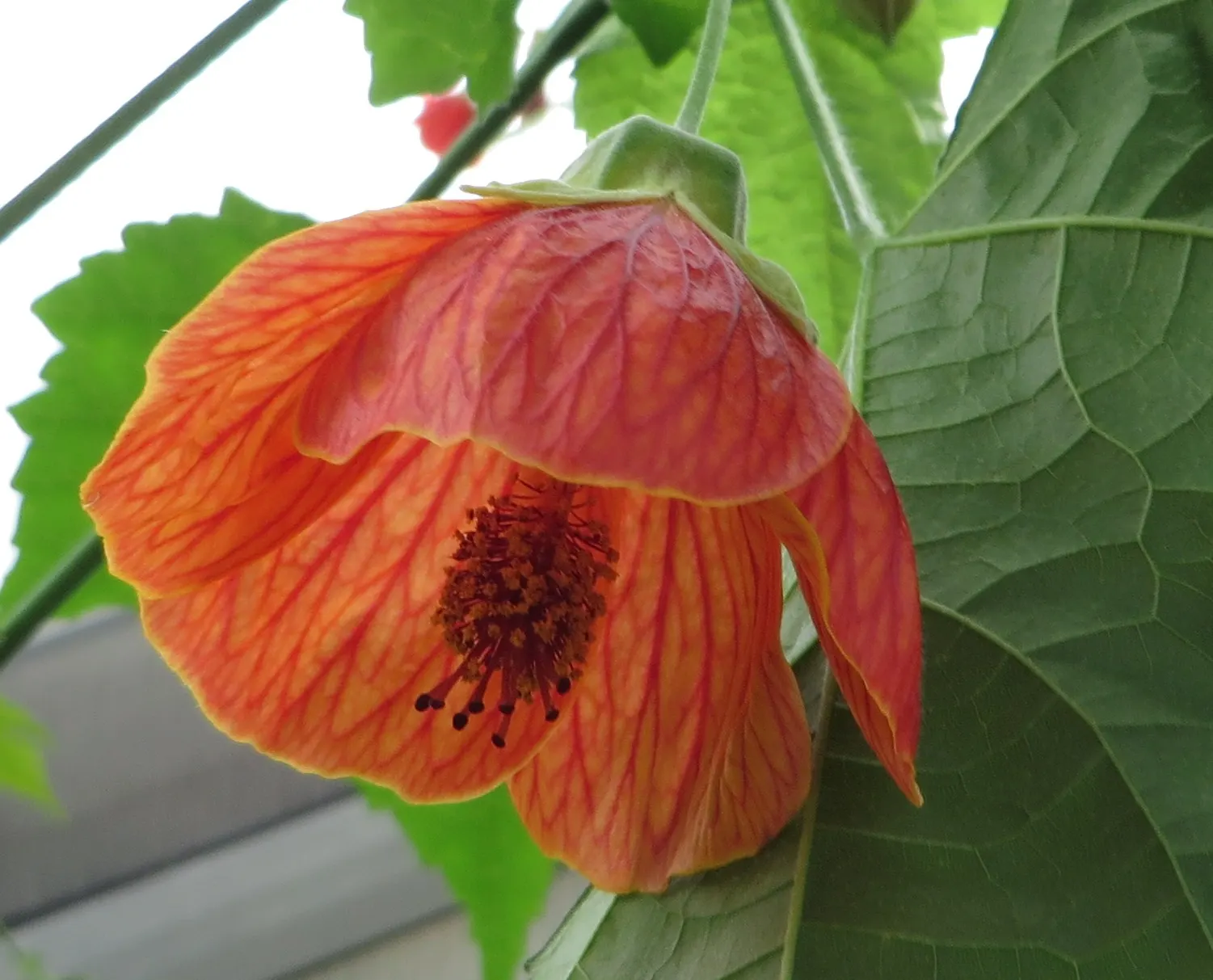 Flowering Maple (Abutilon Hybrids) — In USDA hardiness zones 9 to 11