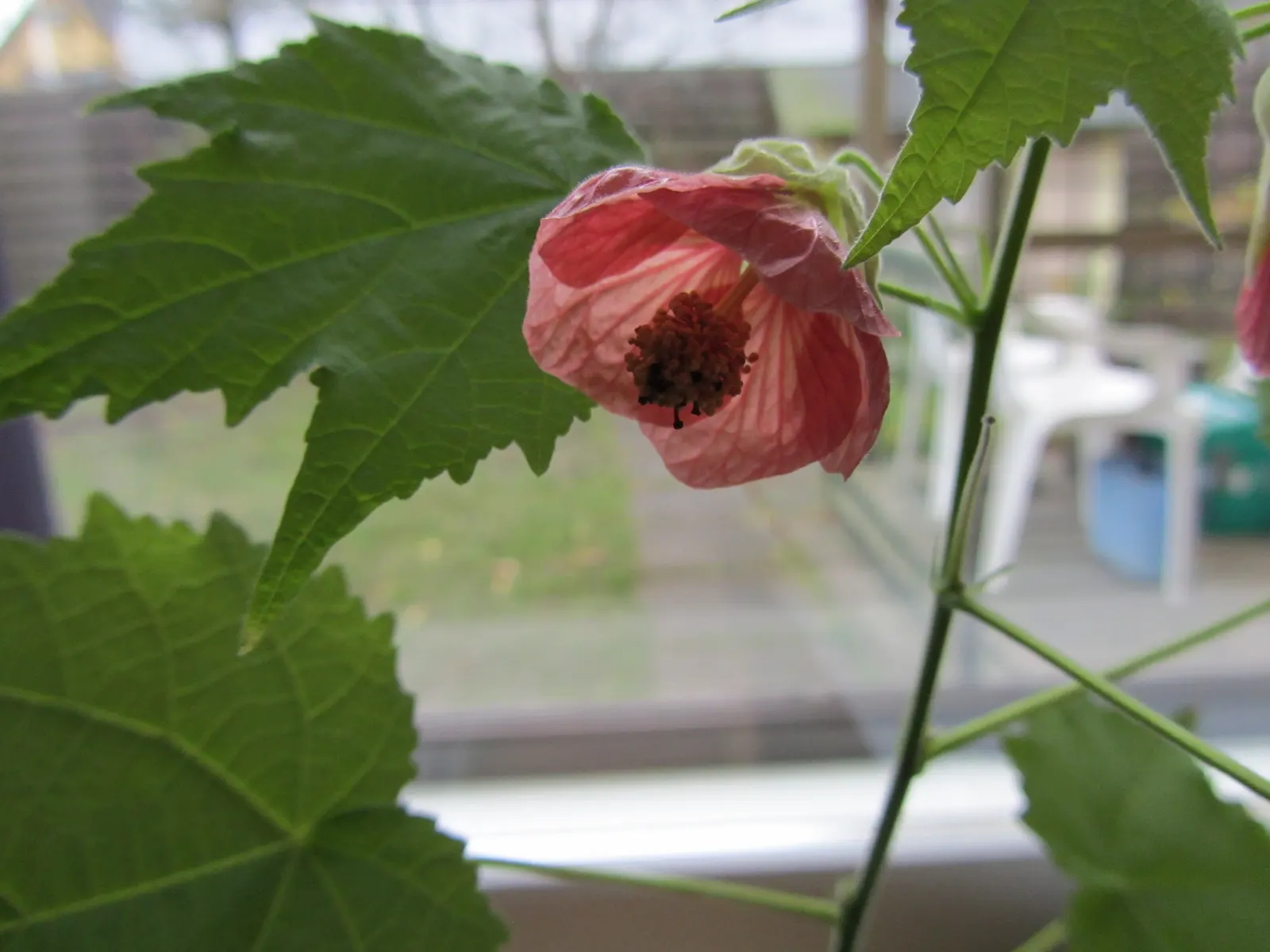 Flowering Maple (Abutilon Hybrids) — They thrive in well-drained soil with a pH ranging from 6.0 to 7.5
