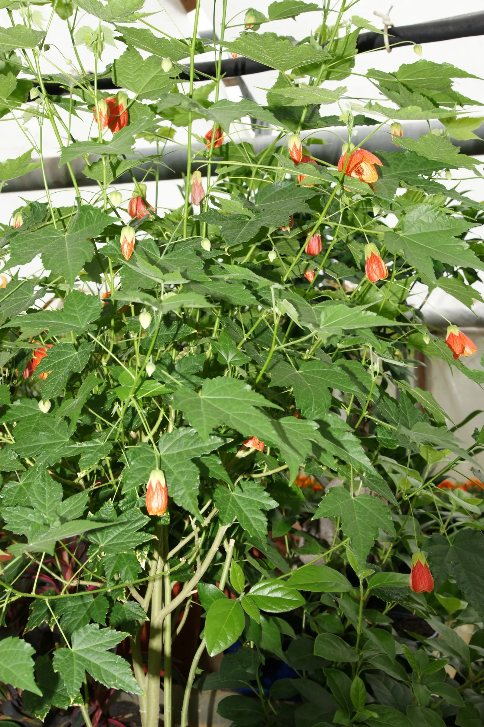 Flowering Maple (Abutilon Hybrids) — shrub with yellow blooms