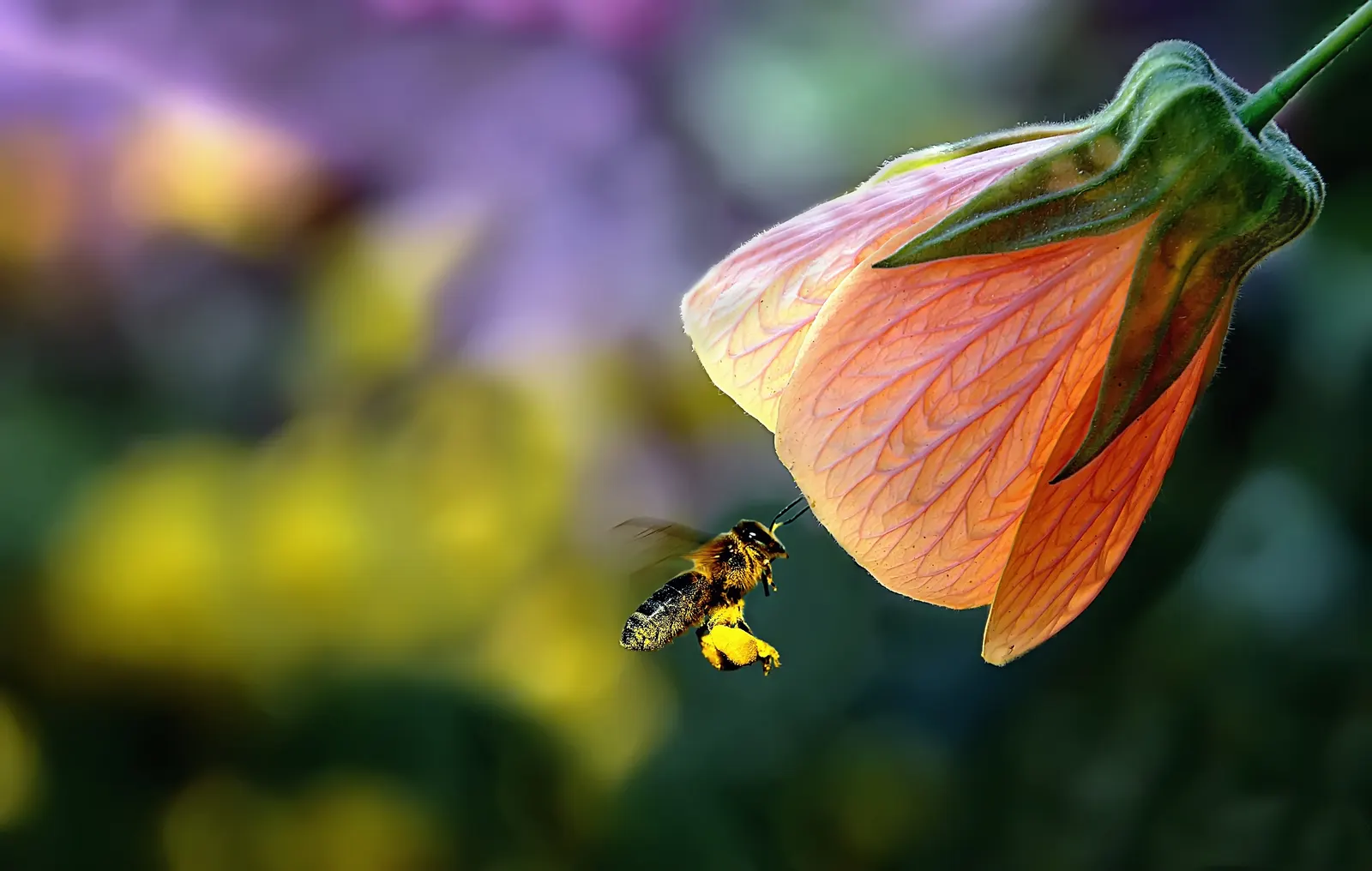 Flowering Maple (Abutilon Hybrids) — ensuring they receive at least four to six hours of sunlight daily