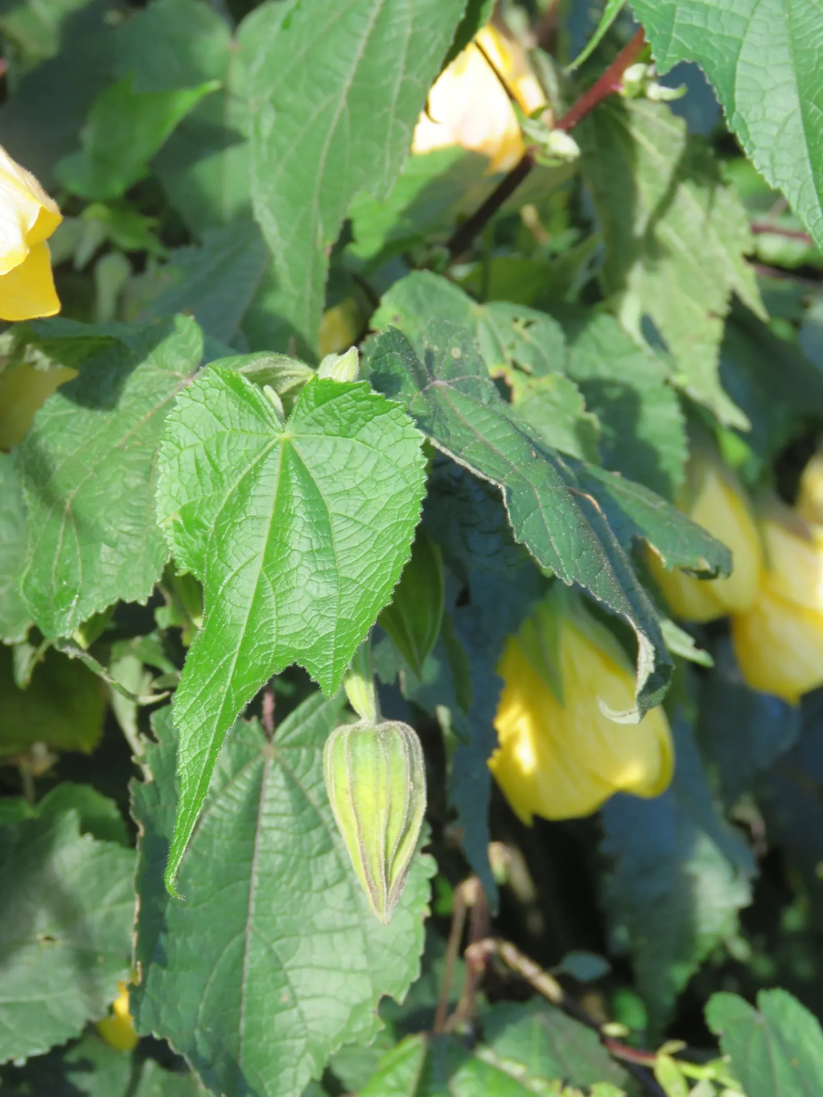 Flowering Maple (Abutilon Hybrids) — appreciated for its bell-shaped blooms in shades of yellow