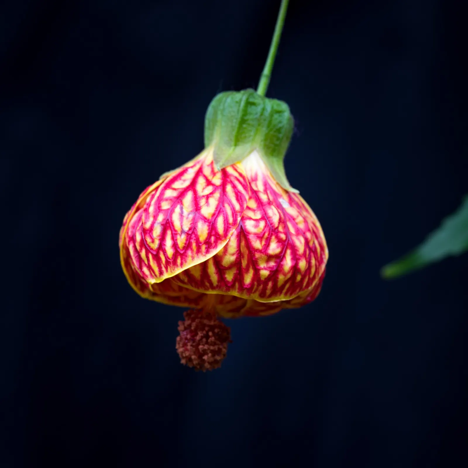 Flowering Maple (Abutilon Hybrids) — it adds a tropical touch to temperate landscapes