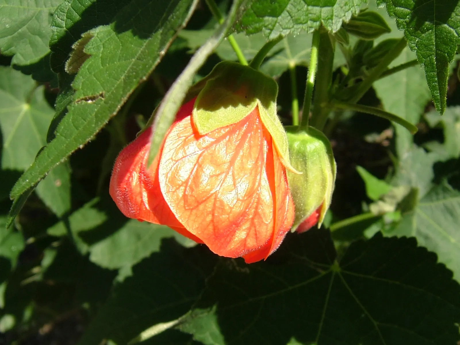 Flowering Maple (Abutilon Hybrids) — shrub-like presence in your landscape.<br><br>Flowering Maples produce blooms that span a wide color palette; casting a