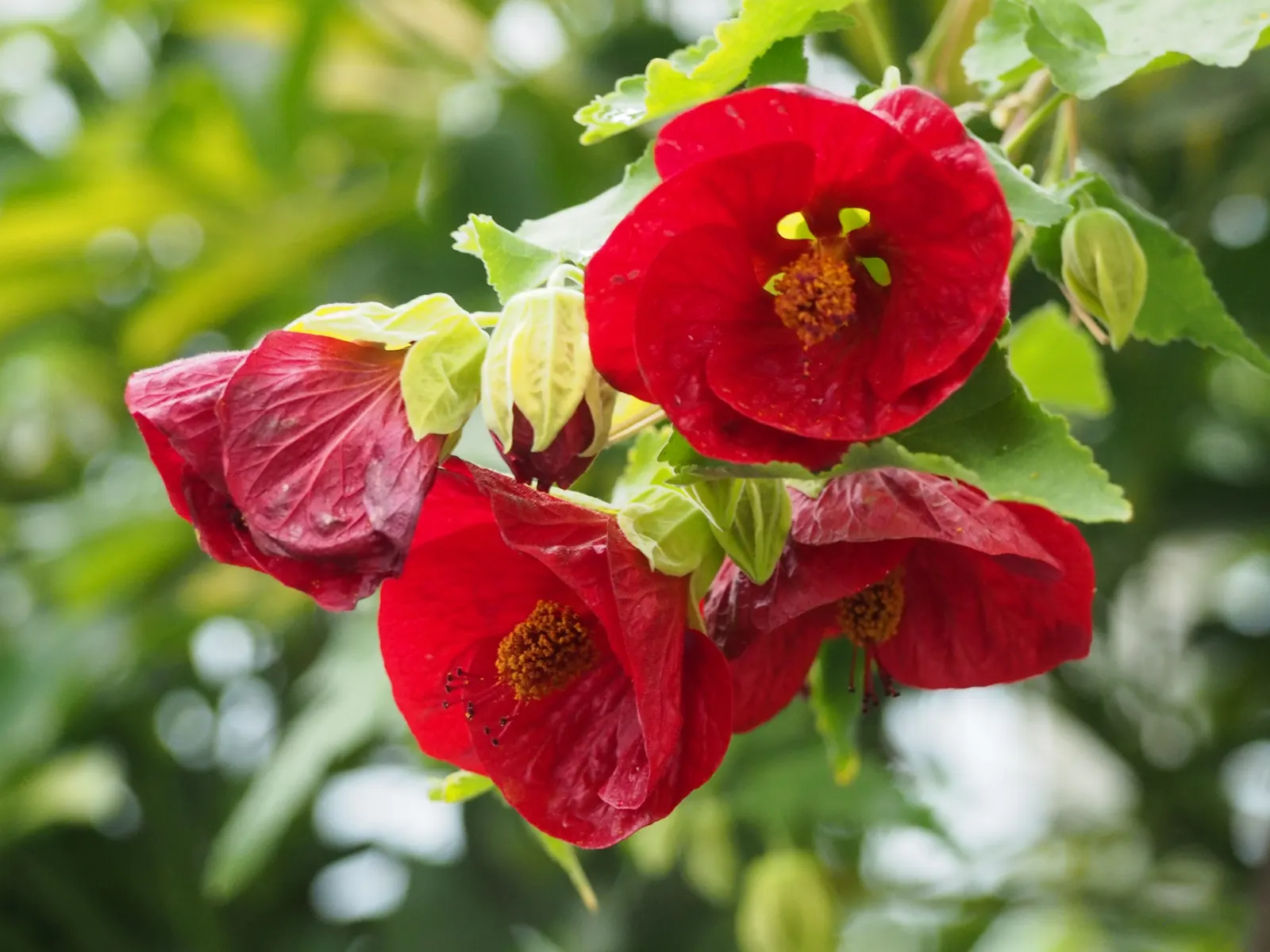 Flowering Maple (Abutilon Hybrids) — which can be grown as annuals in colder climates; ideal for borders or as a focal point