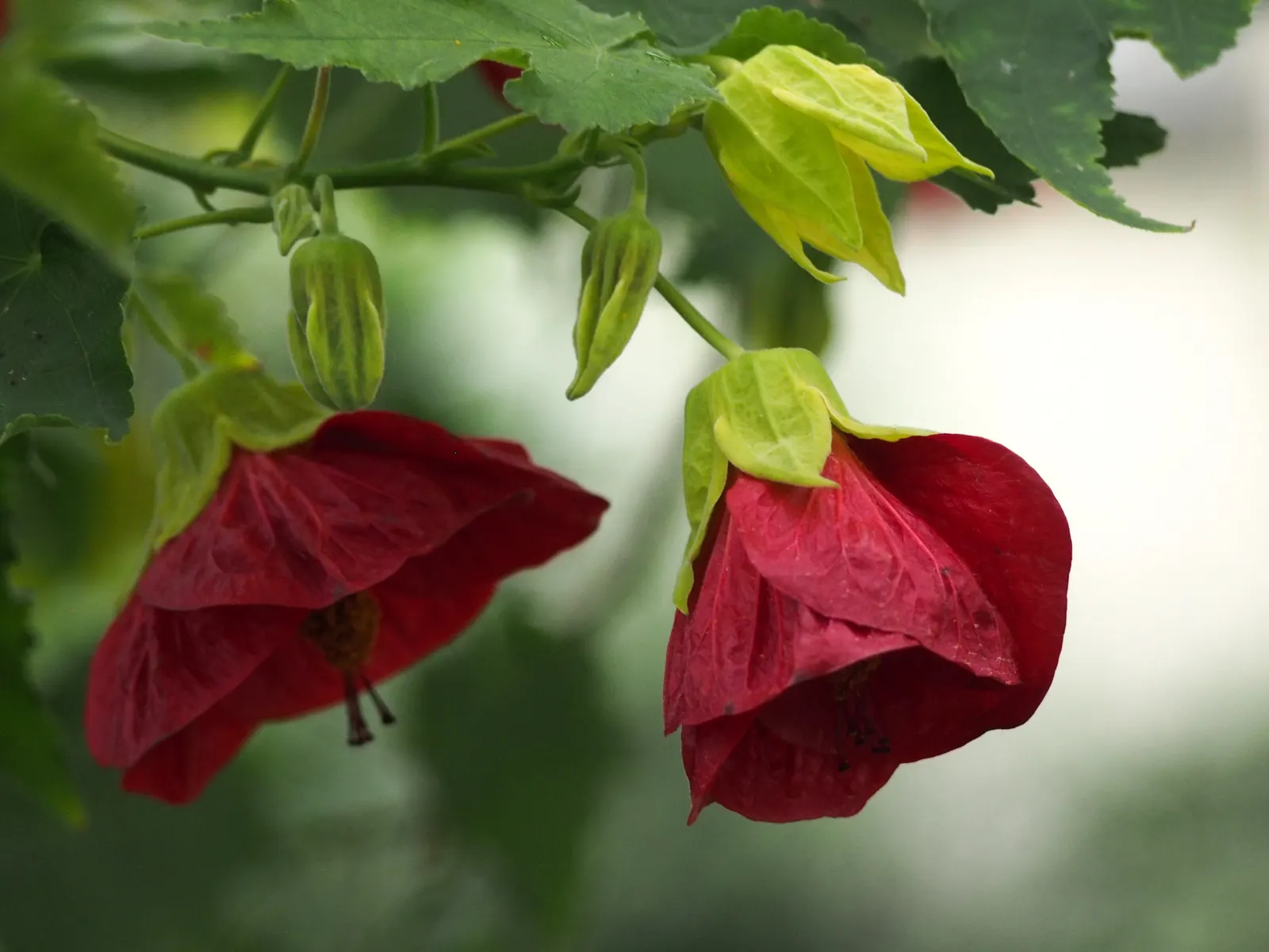 Flowering Maple (Abutilon Hybrids) — and white - adding a vibrant splash of color from spring through fall